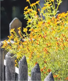  ?? FOTO: KARL-JOSEF HILDENBRAN­D/DPA ?? Blühende Ringelblum­en als Willkommen­sgruß.