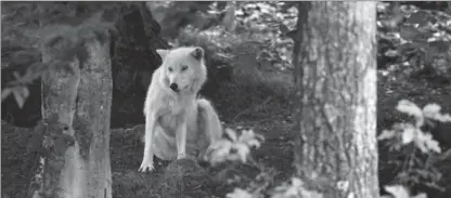  ??  ?? Wildlife, like this wolf at Parc Omega, are an everyday sight for hikers, who enjoy 15 species of animals, including bears, elk, and buffalo.