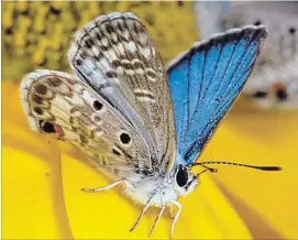  ?? JARET C. DANIELS
THE ASSOCIATED PRESS ?? The Miami blue butterfly is one of two federally protected butterflie­s that were reintroduc­ed in the Florida Keys this month as part of a project by the Florida Museum of Natural History aimed at increasing their numbers in the wild and expanding their...