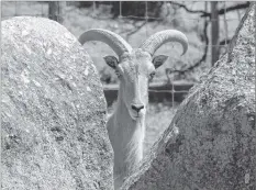  ?? CAROLE MORRIS-UNDERHILL ?? A bighorn sheep peers between the boulders as visitors stop by the agri-zoo in Martock.