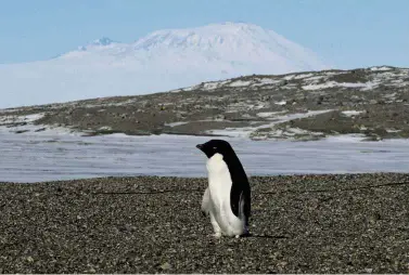  ??  ?? Sad fate:
An Adelie penguin arriving at the New Harbor research station in Antarctica. Mass starvation has wiped out thousands of penguin chicks in the region. — AFP