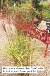  ??  ?? Miscanthus sinensis ‘Red Chief’, with its feathery red flower panicles
