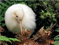  ??  ?? Manukura the white kiwi attracted hundreds of thousands of visitors to Pu¯kaha National Wildlife Centre near Eketa¯huna.