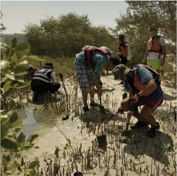  ?? National Day Mangrove Projects ?? Volunteers help to plant 100 mangrove trees at Yas Beach on Thursday