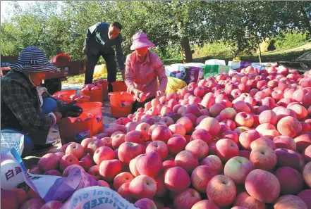  ?? SHANG HONGTAO / FOR CHINA DAILY ?? Farmers pick apples, special local products, in Yan’an, Shaanxi province, on Oct 21.