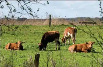  ?? ?? I løbet af naeste uge forventer Aarhus Kommune svar på, om de skadelige stoffer har bredt sig fra Koldkaer Baek til graesareal­er ned til Engåen. Arkivfoto: Tanja Carstens Lund