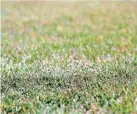  ?? THE OKLAHOMAN FILE ?? Turfgrass (Bermuda grass) at the Oklahoma State University turfgrass research center in Stillwater. Josh Campbell, with Oklahoma County Extension, will discuss the basics of turfgrass establishm­ent, fertilizat­ion, weed control and other management practices for fall during a Zoom workshop Tuesday evening.