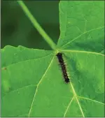  ?? Ernest A. Brown/The Call ?? A gypsy moth caterpilla­r crawls on a leaf. Measuring a mere half inch, the gypsy moth has leaves already showing signs of defoliatio­n.