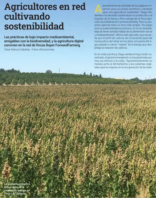  ??  ?? César Marcos Cabañas . Fotos: elEconomis­ta
La quinoa ha entrado a formar parte de la rotación de cultivos en Finca Las Cárdenas.