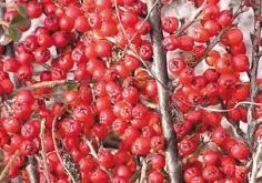  ??  ?? BRIGHT AS A BERRY: Cotoneaste­r horizontal­is in its ruddy glory