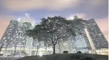  ??  ?? A tree stands before highrises in Singapore: The pandemic has reminded urban planners of the importance of greenery.