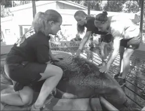  ?? FILE IMAGE/TAMPA BAY TIMES FILE PHOTOGRAPH ?? Workers at the David A. Straz, Jr. Manatee Hospital at Lowry Park Zoo, now ZooTampa, prepare a manatee for return to the wild.