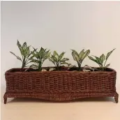  ?? Plant box ??