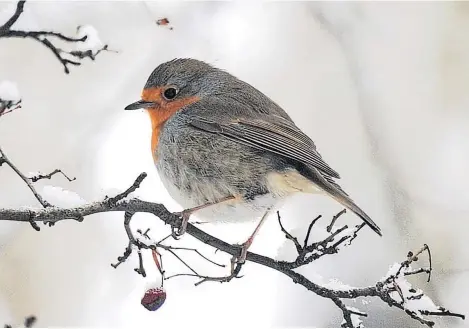  ?? ?? Keen photograph­er Sophie Smith recently sent in this picture of a robin she spotted while out on a walk towards the end of last year. Readers can send their pictures to news@strathearn­herald.co.uk or post them on the Herald’s Facebook page.