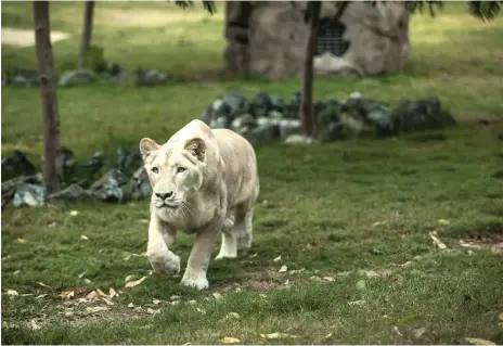  ?? Victor Besa for The National ?? Dubai Safari on Al Awir Road features hundreds of animals, including a white lion, hyenas and a gorilla