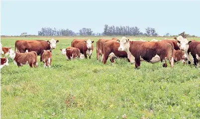  ??  ?? En buen estado. Un plantel de madres y terneros aprovecha las pasturas consociada­s en un lote de Feliciano, Entre Ríos.