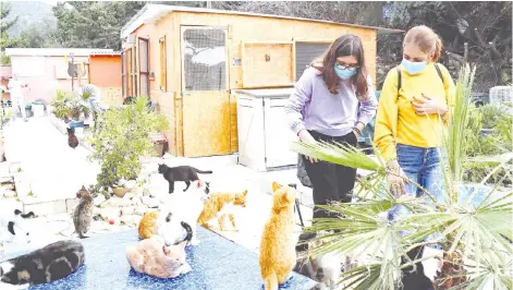  ?? — AFP photos ?? Abandoned cats gather at Tala Cats rescue centre, on land owned by the Ayios Neofytos Monastery, in the Cypriot village of Tala near Paphos.