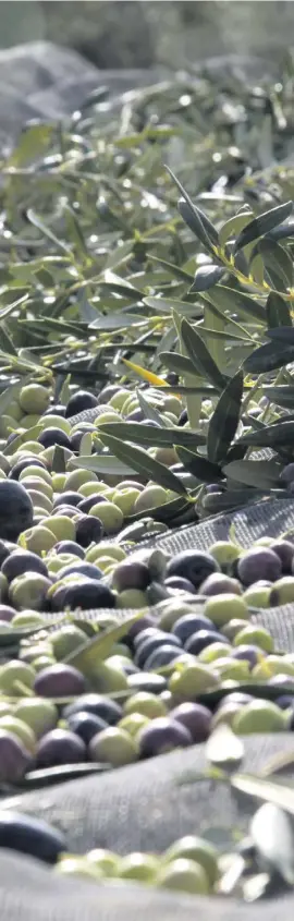  ?? Foto: Señoríos de Relleu/ ?? Die Olivenernt­e hat begonnen.