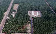  ?? FOTO: REUTERS/NTB SCANPIX ?? MINDRE REGNSKOG: Mer enn tre fjerdedele­r av nasjonalpa­rken Tesso Nilo i Indonesia omgjort til ulovlige palmeoljep­lantasjer. Bildet viser en palmeoljep­lantasje på Sumatra.