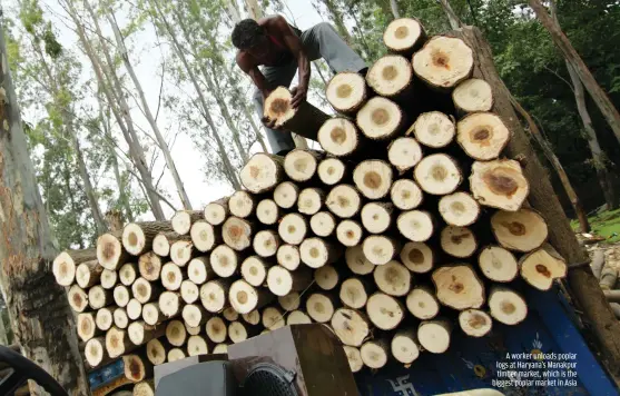  ??  ?? RAKESH NAIR / CSE A worker unloads poplar logs at Haryana's Manakpur timber market, which is the biggest poplar market in Asia