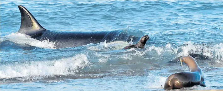  ?? FELDMAN ?? Captura. Ayer, una orca simulaba estar varada en la costa de Punta Norte, para que la cría de lobo marino no sienta el peligro. Si se animan a arrojarse al mar, llega el ataque.