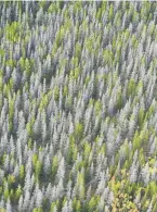  ?? U.S. Forest Service, via The Associated Press ?? Dead lodgepole pines are shown in an aerial view of the Medicine Bow-Routt National Forests in the southern Snowy Range near the Colorado-Wyoming state line.
