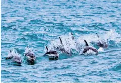  ?? ?? Making a splash: the waters around the South Island are home to some glorious wildlife