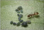  ?? GETTY IMAGES ?? Argentine ants cause even more problems when they farm aphids for food. Attack ants with boric acid bait.