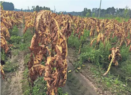  ??  ?? Tobacco plants battered by Hurricane Florence stand unharveste­d in fields near Fremont, N.C., on Thursday. Farmer Craig West said the damaged plants can’t be harvested yet anyway because the fields are too soggy after the storm. EMERY P. DALESIO / AP