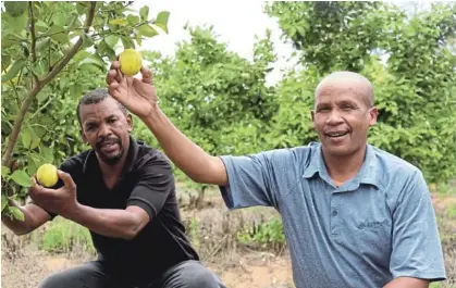 Citrus investment bears fruit for Bono farmers - PressReader