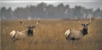  ?? Carlos Avila Gonzalez / The Chronicle 2015 ?? Two bull elk pop up their heads to check their surroundin­gs as they feed at the Grizzly Island Wildlife Area in December. The Grizzly Island elk herd numbers more than 300.