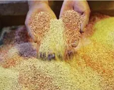  ?? AFP PIC ?? A worker sifts through quinoa seeds at a grain farm in Bolivia. Quinoa is the latest member of the super food family and contains minerals, antioxidan­ts, and dietary fibres.