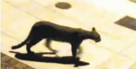  ?? Courtesy Marc Benioff ?? Salesforce CEO Marc Benioff ’s security footage of a mountain lion outside his Presidio Heights home Saturday. One was also seen early Wednesday.