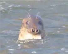  ??  ?? LINE OF FIRE
Protected grey seals don’t care much for quotas