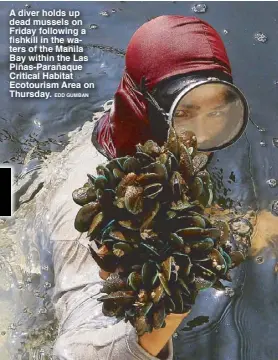  ??  ?? A diver holds up dead mussels on Friday following a fishkill in the waters of the Manila Bay within the Las Piñas-Parañaque Critical Habitat Ecotourism Area on Thursday. EDD GUMBAN