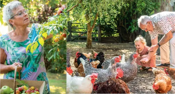  ??  ?? CLOCKWISE: Although Helen and Jock have retired from most of their farming interests, they still keep 20 sheep and 15 chickens. “They are probably the best-fed chickens in New Zealand,” says Helen. The garden has apple, apricot, nectarine, plum and quince trees and the greenhouse extends the growing season for tomatoes and salad greens; Greg and Carolyn’s youngest child Sylvie is an animal-lover and likes to get hands on with Helen’s chooks.