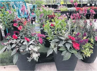  ??  ?? In order to have beautiful containers and baskets, greenhouse­s must pot them up and grow them on, from April and earlier. BLOOM GREENHOUSE­S & GARDEN CENTRE