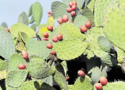  ?? —PHOTOS BY AFP ?? BEAUTY SOURCE The humble prickly pear grown in Zelfen near Kasserine in central Tunisia, could be the cash cow that the economical­ly challenged community is waiting for. Tunisia exported around 8,000 liters of prickly pear oil, an essential ingredient in costly antiaging products, in 2021.