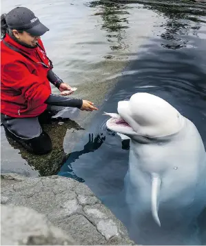  ?? JENELLE SCHNEIDER / PNG STAFF PHOTO ?? Ana Juarez works with Aurora, one of two beluga whales at the Vancouver Aquarium. CNN’s
2013 documentar­y Blackfish has raised awareness for the perils of whales in captivity.