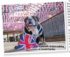  ?? ?? A patriotic British bulldog in Covent Garden