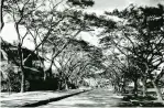  ?? ?? A PICTURE OF THE PAST Acacia trees line up along Macarthur Avenue in Fort Mckinley in Taguig (Photo US National Archives)