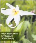  ??  ?? Dog’s Tooth Violet Erythroniu­m ‘White Beauty’