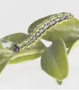  ??  ?? The caterpilla­r feeds vociferous­ly on box plants