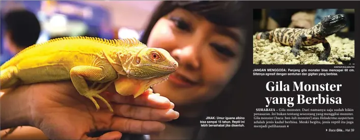  ?? GHOFUUR EKA/JAWA POS GHOFUUR EKA/JAWA POS ?? JINAK: Umur iguana albino bisa sampai 15 tahun. Reptil ini lebih bersahabat jika disentuh. JANGAN MENGGODA: Panjang gila monster bisa mencapai 60 cm. Sifatnya agresif dengan sentuhan dan gigitan yang berbisa. Heloderma suspectum