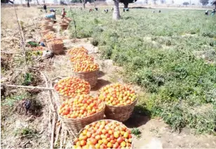  ??  ?? Some of the harvested tomato at Danja LGA Katsina state