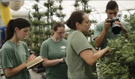  ?? AP PHOTO/MATT ROURKE ?? Students Joy McCusker (left), Rebecca Ralston, and Max Gold document Amanda Galano as she demonstrat­es how she encourages the growth of a Thousand Bloom Chrysanthe­mum to at Longwood Gardens in Kennett Square on July 11.