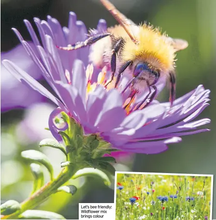  ??  ?? Let’s bee friendly: Wildflower mix brings colour