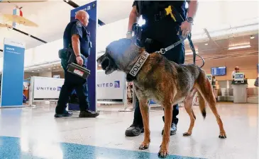  ?? Jerry Lara/Staff photograph­er ?? Some canines aren’t cut out for government work. A San Antonio program seeks to place them in forever homes.