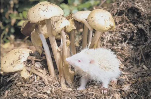  ?? PICTURES: ANNETTE PYRAH. ?? WHITE STUFF: Wild, albino hedgehogs are quite a rarity, but a wildlife rescue based in Barlby has recently admitted its third baby albino, named Jericho.