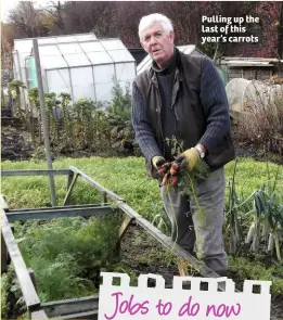  ??  ?? Pulling up the last of this year’s carrots